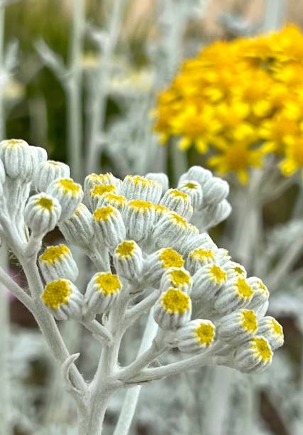 Dusty Miller Macro shot of a dusty miller cineraria maritima stock pictures, royalty-free photos & images