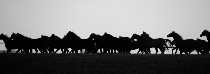 Horses on the move