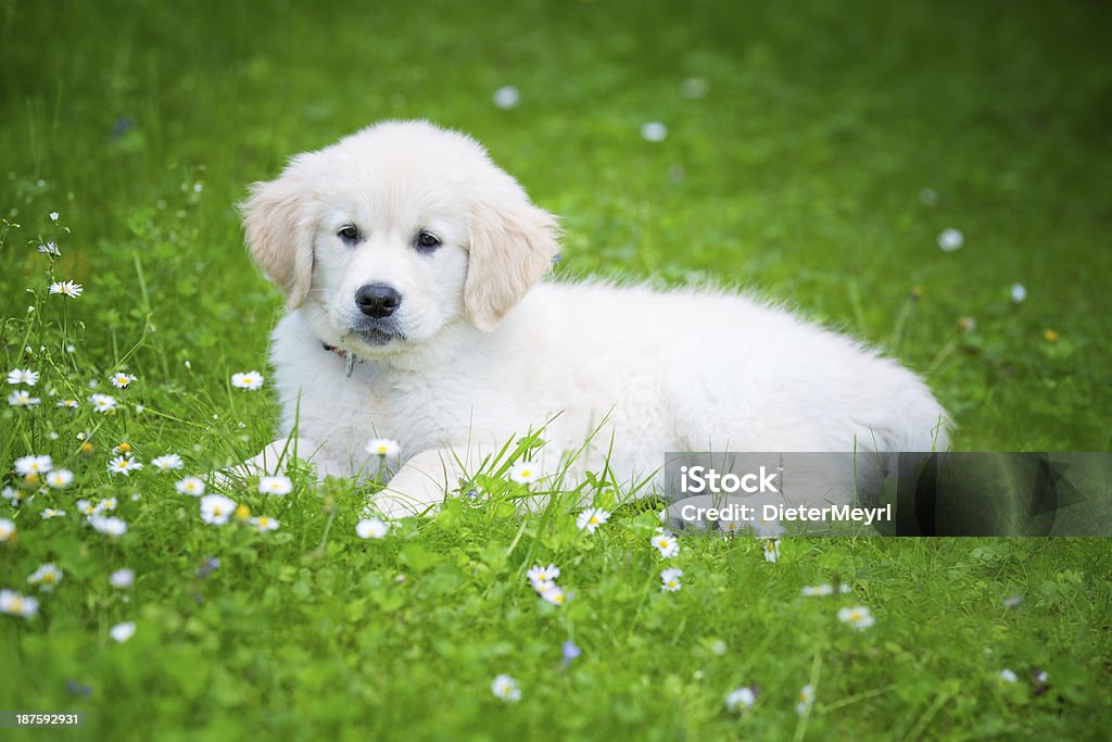 Golden Retriever  puppy Puppy Animal Stock Photo