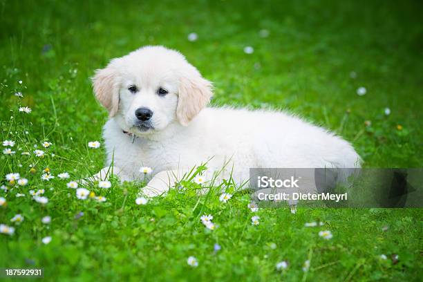 Golden Retriever Puppy Stock Photo - Download Image Now - Animal, Animal Themes, Cute