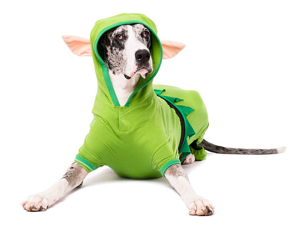 istock Great Dane Dog in Elf Costume Isolated on White Background 187593216