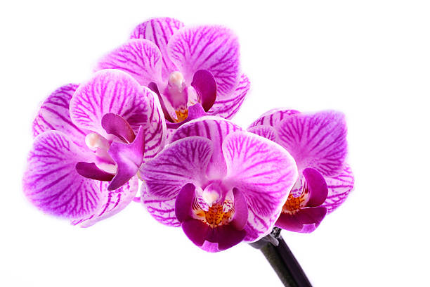 istock Orchid in flowerpot 187593756