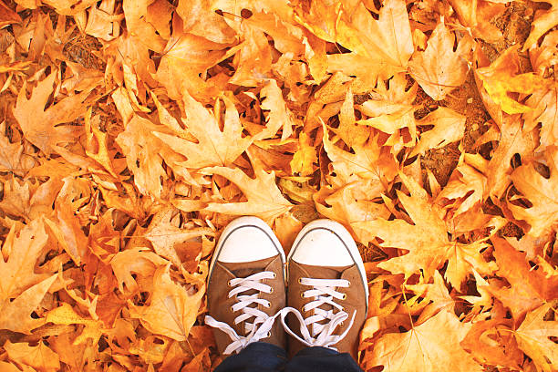 istock Canvas shoe on autumn leaves 187594233