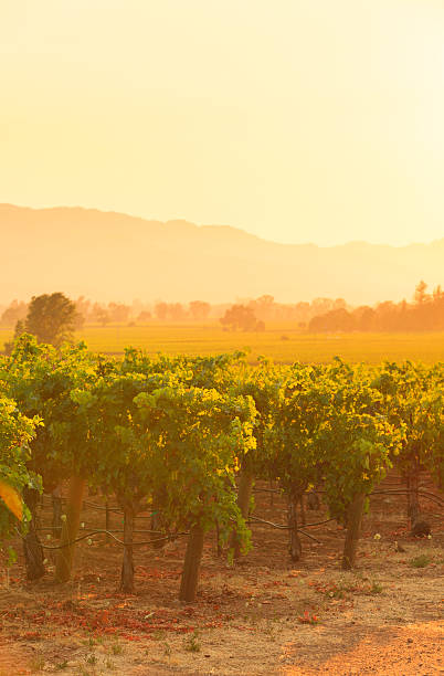 해질녘까지 over 나파 밸리 포도원과 - vineyard napa valley agriculture sunset 뉴스 사진 이미지