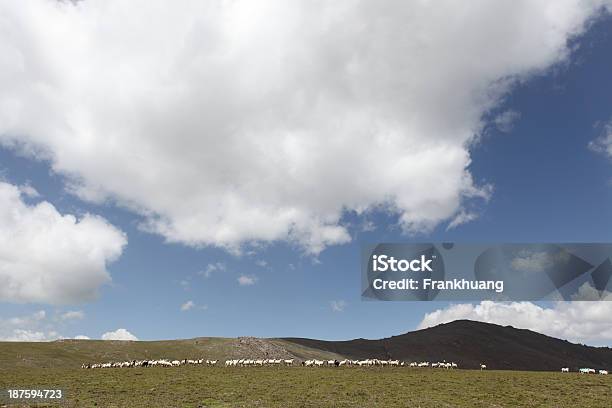 Pascolare Il Gregge Di Capre Prateria - Fotografie stock e altre immagini di Agricoltura - Agricoltura, Ambientazione esterna, Animale