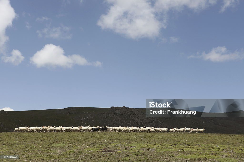 Pastar bandada de cabras en grassland - Foto de stock de Agricultura libre de derechos