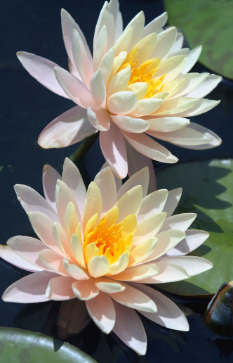 a pair of water lilies with vibrant yellow centers and pale pink flowers.