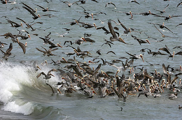 istock Brown Pelicans and Other Birds Foraging for Fish 187596577
