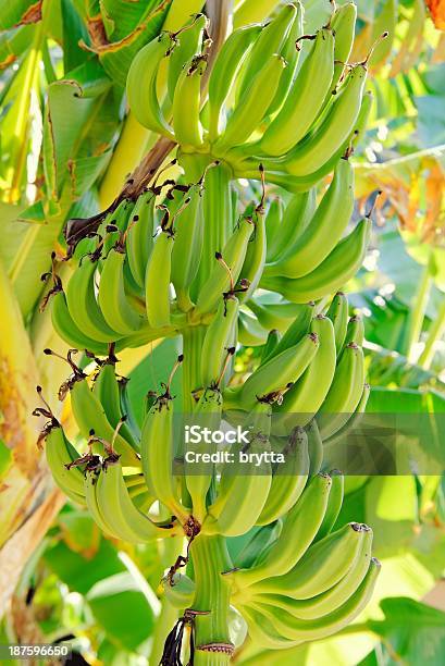 Bananero Foto de stock y más banco de imágenes de Agricultura - Agricultura, Alimento, Bananero