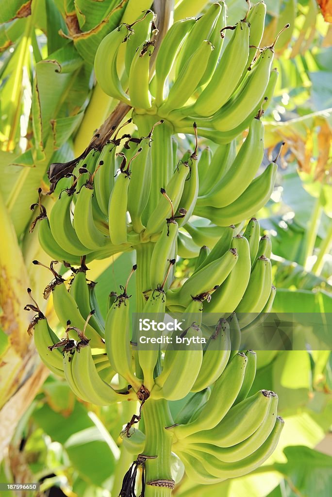 Drzewo bananowe - Zbiór zdjęć royalty-free (Banan)