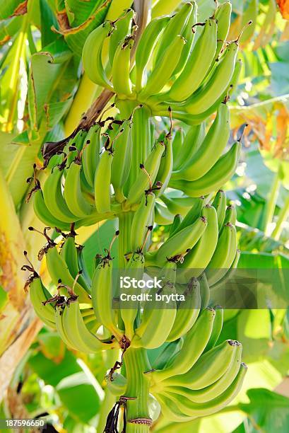Drzewo Bananowe - zdjęcia stockowe i więcej obrazów Banan - Banan, Bez ludzi, Drzewo bananowe