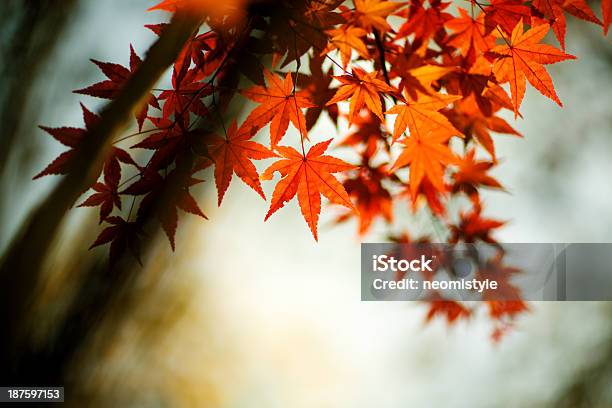 단풍 잎 0명에 대한 스톡 사진 및 기타 이미지 - 0명, 가을, 가을 단풍