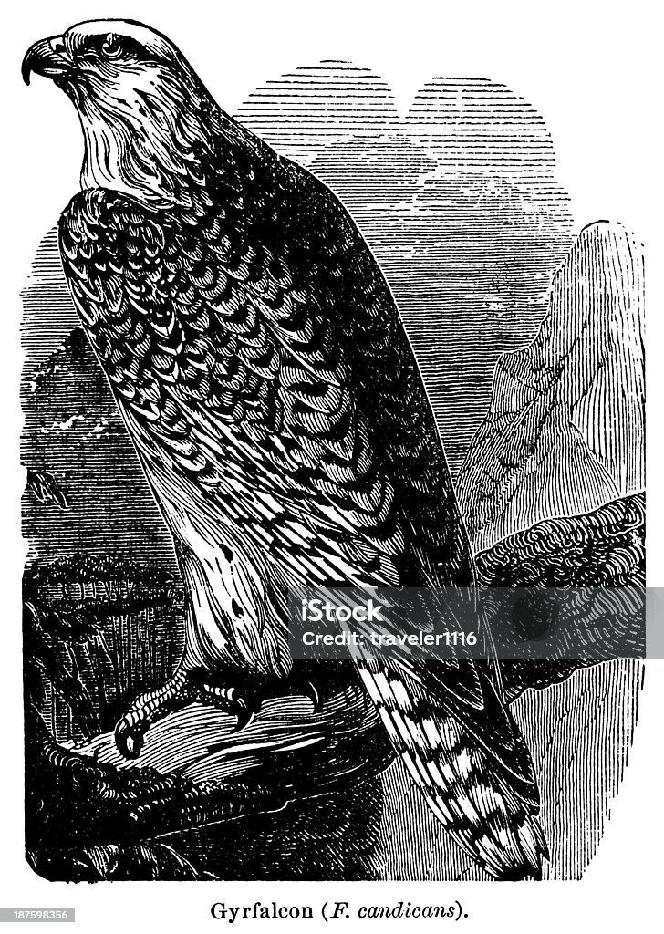 Gyrfalcon Engraving From 1875 Featuring A Gyrfalcon. Line Art stock illustration