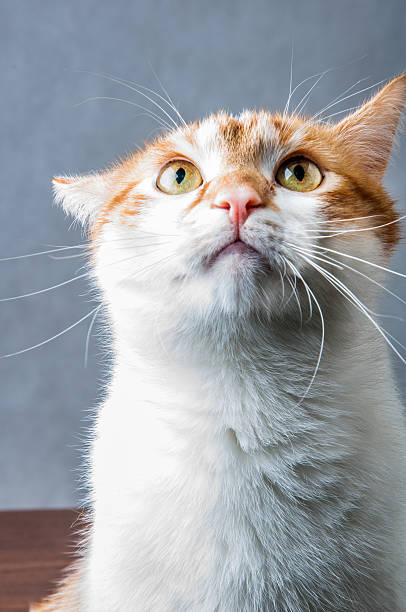 istock Cute, sweet cat in home 187599638