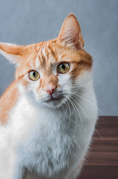 istock Cute, sweet cat in home 187599684