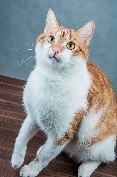 istock Wonderful domestic playing cat 187599714