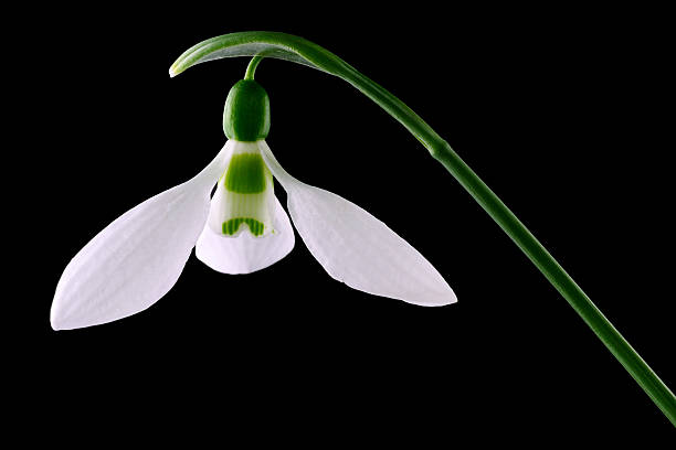 istock Close-up of snowdrop isolated 187600194