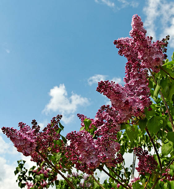 istock Branch of lilac flowers. 187600354