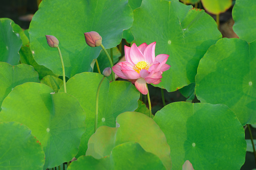 Lotus is a sacred flower for Buddhists and Hindus. It symbolizes purity, beauty, majesty, grace and serenity.
