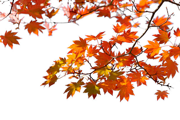 herbstmuster - autumn japanese maple maple tree selective focus stock-fotos und bilder