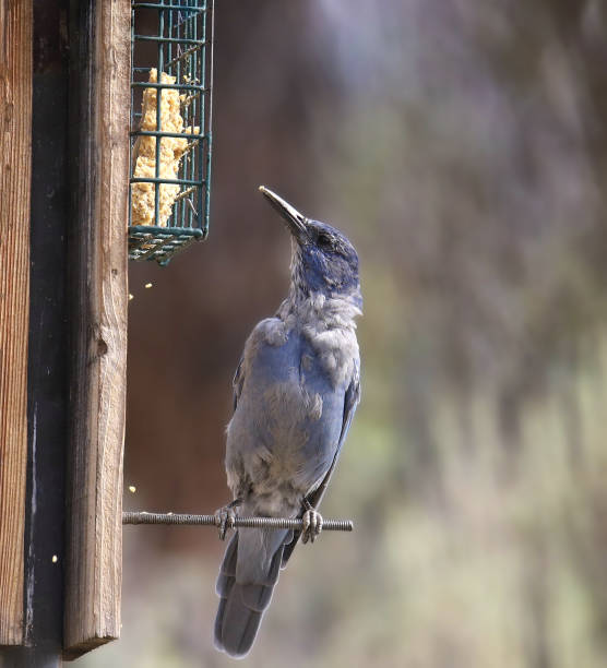 Pinyon Jay (gymnorhinus cyanocephalus) eating from a suet feeder Pinyon Jay (gymnorhinus cyanocephalus) eating from a suet feeder pinyon jay stock pictures, royalty-free photos & images