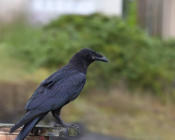 istock Common Raven (corvus corax) perched on a wooden fence 1876010843