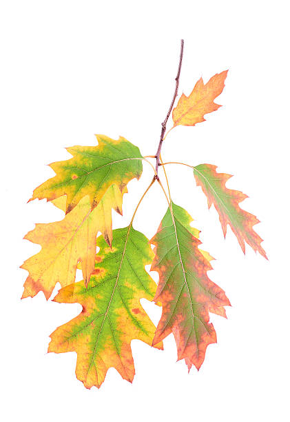 istock Oak leaves on a branch isolated white background 187601274