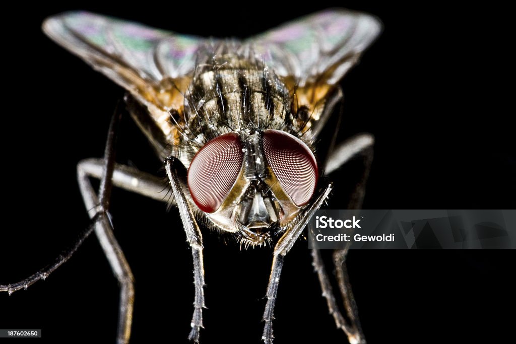 Manguera volando con fondo negro y compuesto de ojos grandes - Foto de stock de Ala de animal libre de derechos