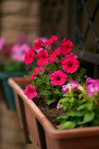 Petunia sprouts in a box. Red petunias bloom in a hanging pot in July