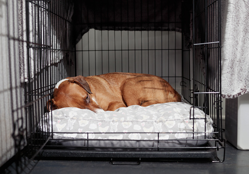 Cute puppy dog lying in kennel curled up on pillow. Sad or anxious body language. Pet adoption or crate training puppy dog. Female Harrier mix. Selective focus