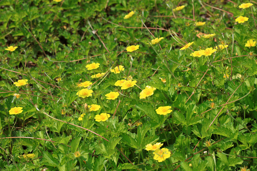 Potentilla flowers in the fields, North China