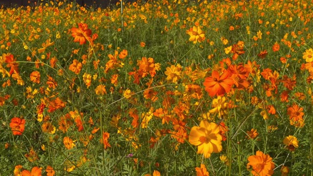 Orange daisy field, natural background