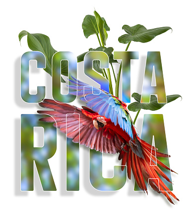Logo badge for Costa Rica with flying macaw
The red-and-green macaw ( Ara chloropterus ), also known as the green-winged macaw, is a large, mostly-red macaw of the genus Ara.