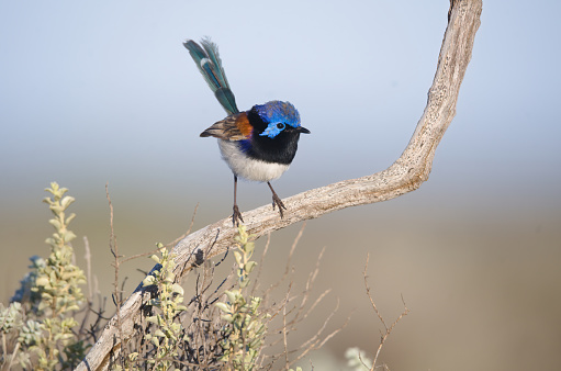 The Purple backed fairy wren of Whyalla