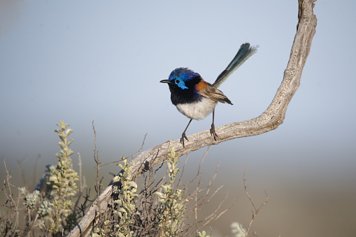 The Purple backed fairy wren of Whyalla