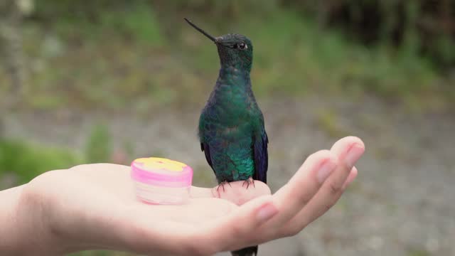 High quality video of a beautiful hummingbird in a woman's hand outdoors.