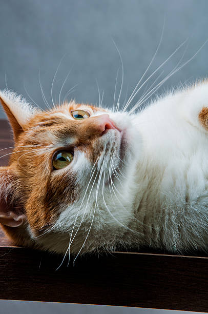 istock Cute, sweet cat in home 187607207