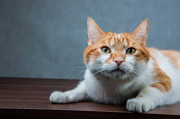 istock Sweet cute cat in home 187607422