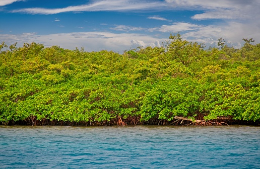 Mangrove Trees in the water