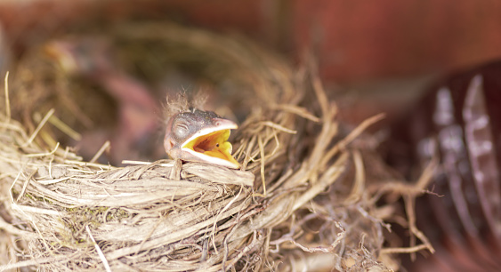 Hungry baby birds in nest.