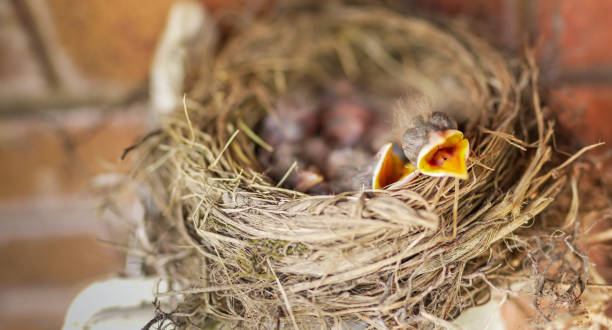 istock Hungry baby birds in nest. 1876087427