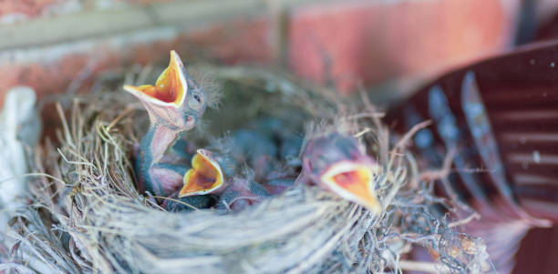 istock Hungry baby birds in nest. 1876087934