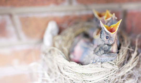 Hungry baby birds in nest.