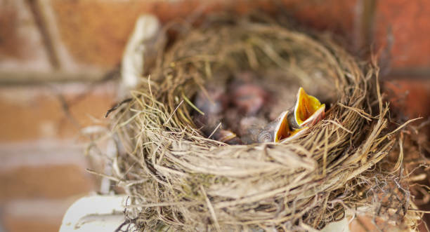 istock Hungry baby birds in nest. 1876088648