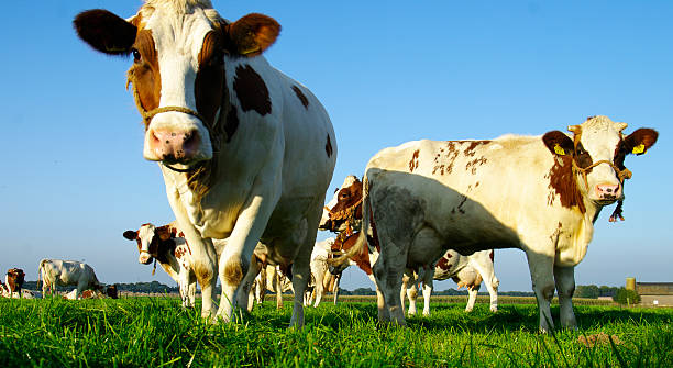istock Milk cows in a summer meadow 187610677