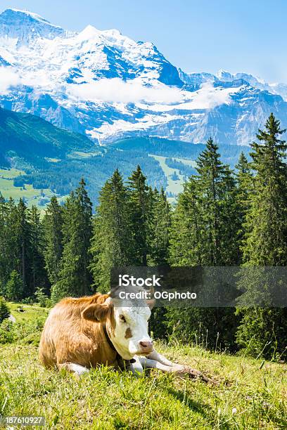 Milch Kuh In Der Wiese Von Bergen Umgeben Stockfoto und mehr Bilder von Agrarbetrieb - Agrarbetrieb, Agrarland, Alpen