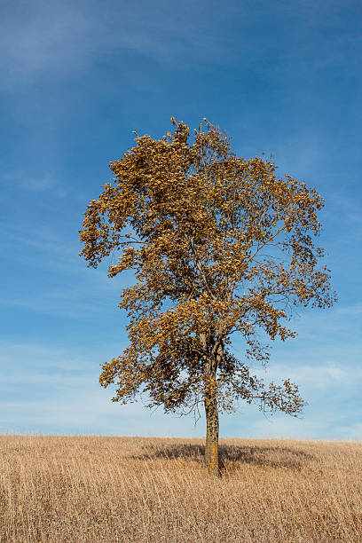 Golden Oak outono vista - foto de acervo