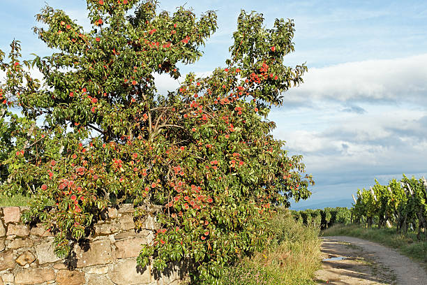 alsazia-pesco nei vigneti - st hippolyte foto e immagini stock