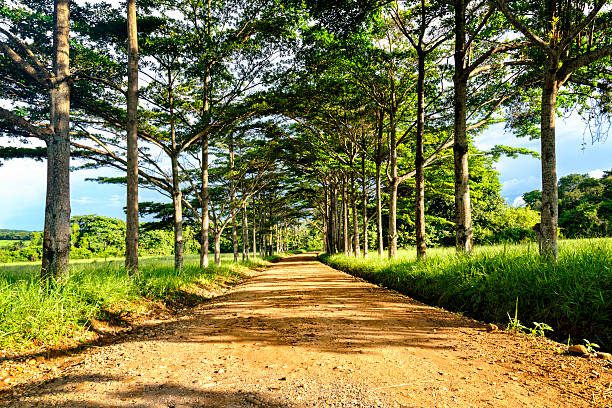 istock Country road among trees 187612738