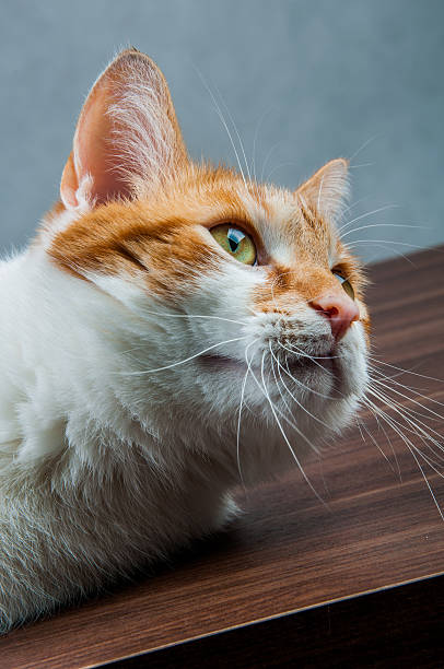 istock Funny beautiful, domestic cat 187613070